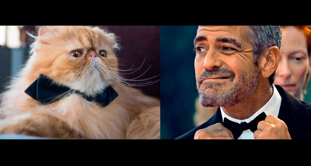 MISS ITALIA, IL GATTO YODA PRESENTATORE CON LA VOCE DI CLOONEY